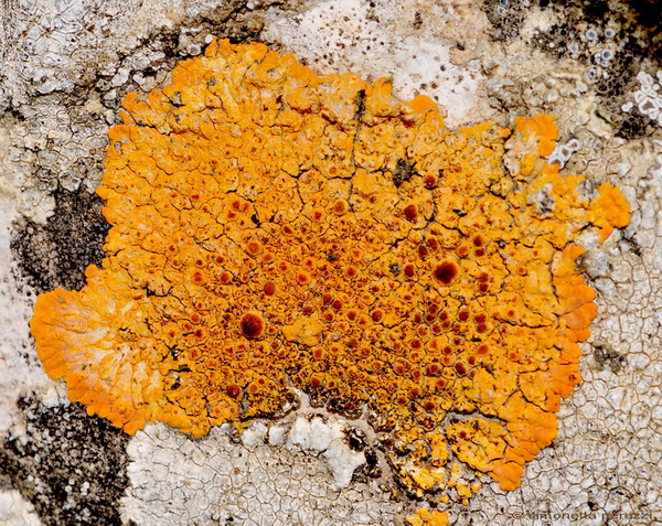 Caloplaca sp. di Celle